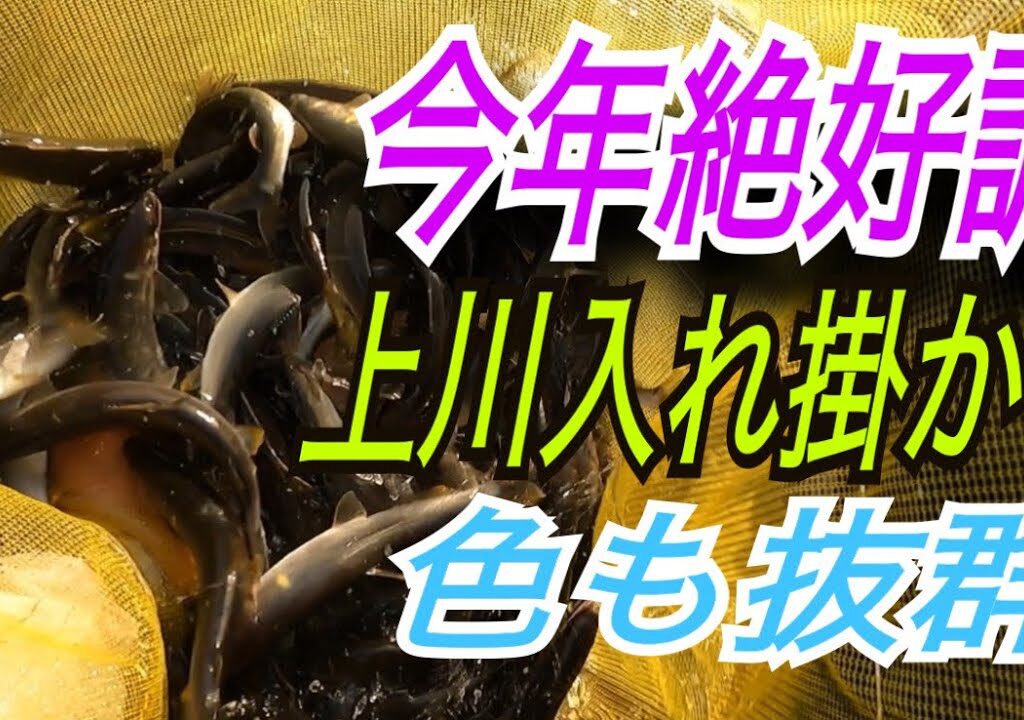 今年絶好調！上川釣れてます！色も抜群にいい！