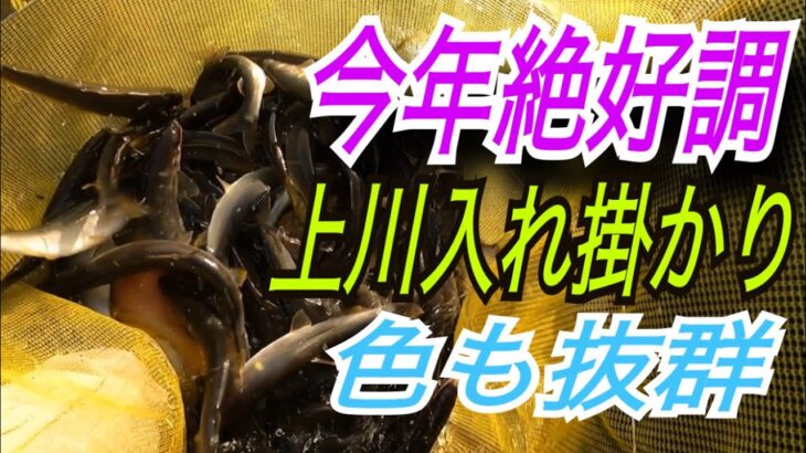 今年絶好調！上川釣れてます！色も抜群にいい！