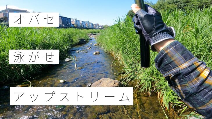 荒瀬用の竿で泳がせ釣り【あゆ釣り】