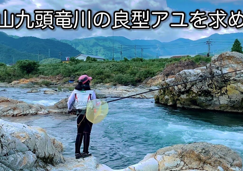 「鮎釣り」勝山九頭竜川の良型アユを求めて☀️
