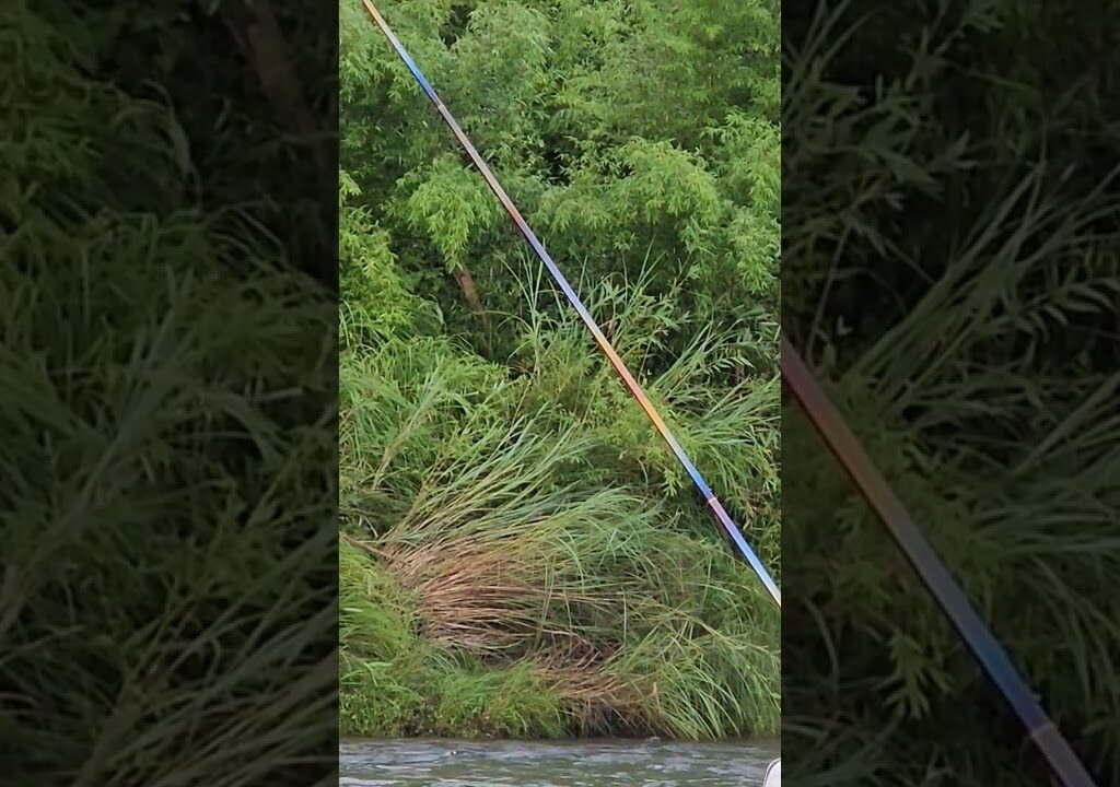 上桂川の最終日です。釣り初めてから２時間半、囮も限界の頃やっと掛かりました。明日からの南川に備えて昼過ぎで終了‼️ #鮎釣り #上桂川 #冷凍保存 #塩焼き　　 #リミテッド