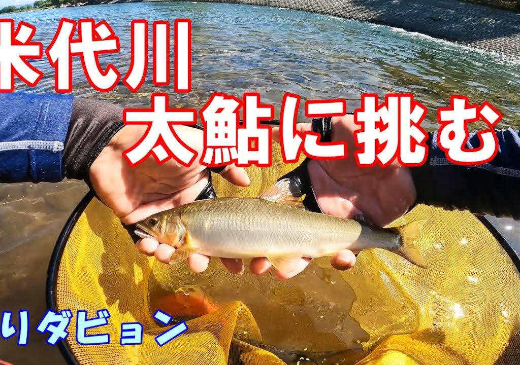 【青森 鮎釣り】太鮎が釣れる米代川　鹿角地区