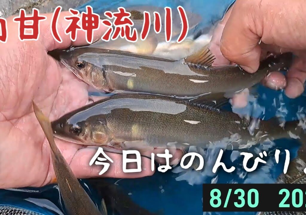 南甘(神流川)　鮎釣り　今日はのんびり♪