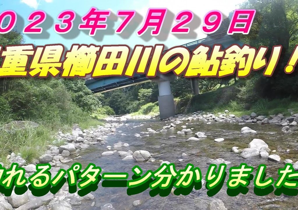 【櫛田川の鮎釣り】波瀬大橋で大型の鮎を釣る弐！釣れるパターン分かりました！＃鮎釣り＃櫛田川の鮎釣り