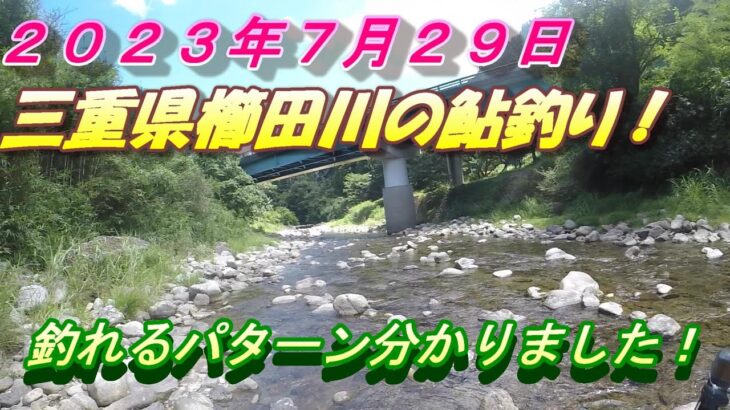 【櫛田川の鮎釣り】波瀬大橋で大型の鮎を釣る弐！釣れるパターン分かりました！＃鮎釣り＃櫛田川の鮎釣り