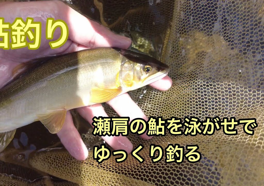 鮎釣り　瀬肩の鮎を泳がせでゆっくり釣る