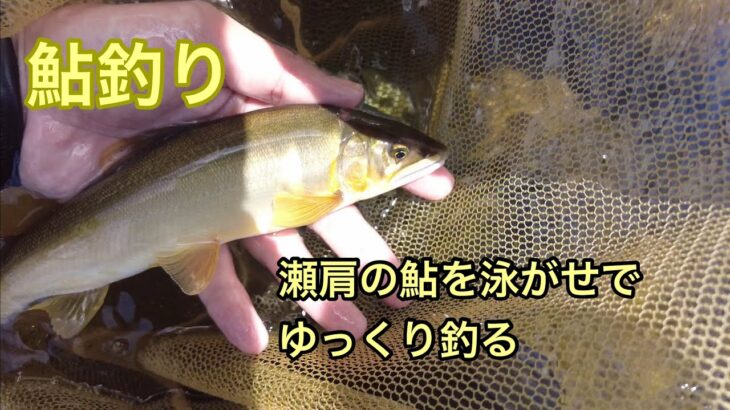 鮎釣り　瀬肩の鮎を泳がせでゆっくり釣る