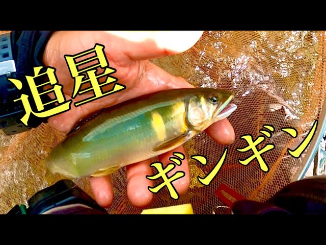 【鮎釣り】ビリからブリ子まで釣っちゃうよ笑