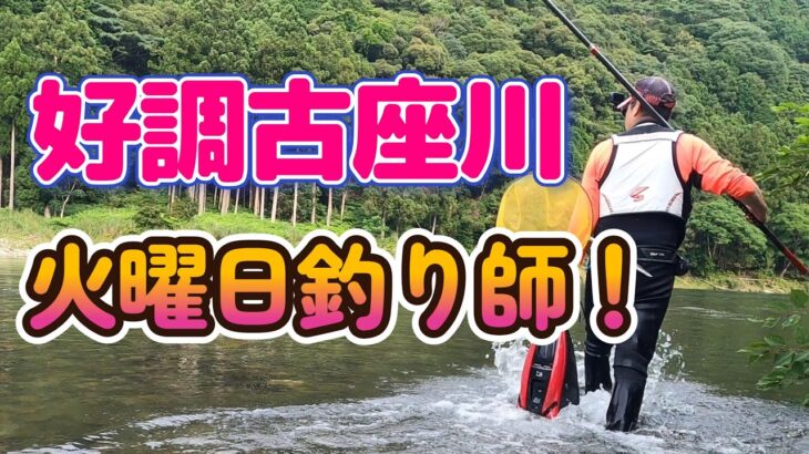 【鮎釣り】二日続けて頑張る！今日も釣れるかな？