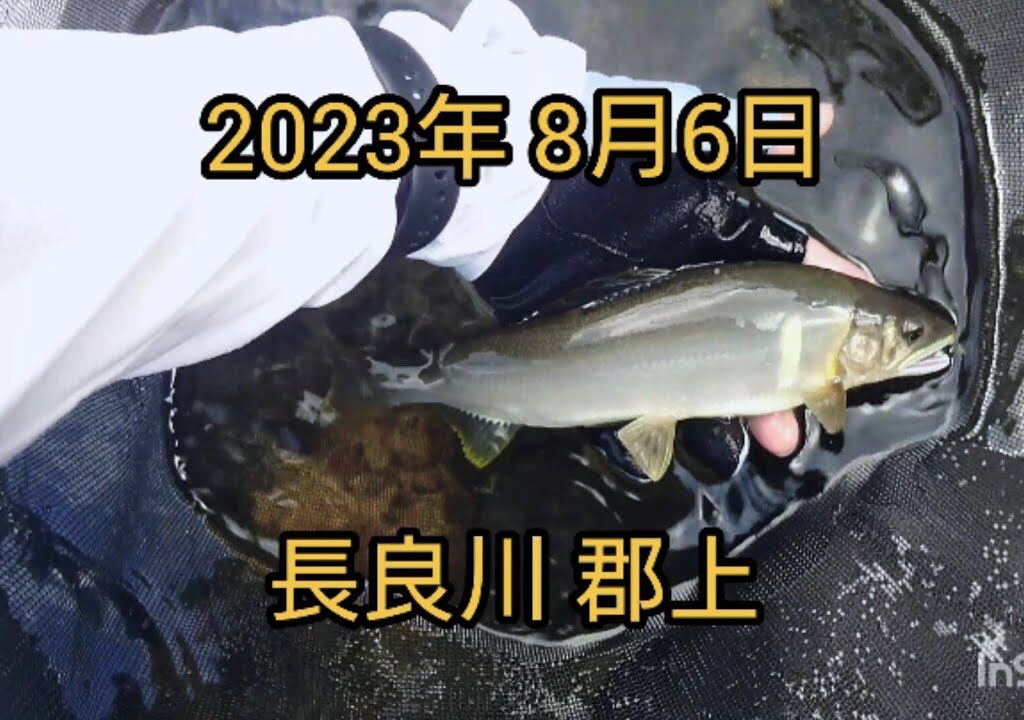 【鮎釣り】酷暑のお盆前☀️渇水と垢腐れでの釣行！ #鮎釣り #長良川 #郡上 #初心者 #あるある