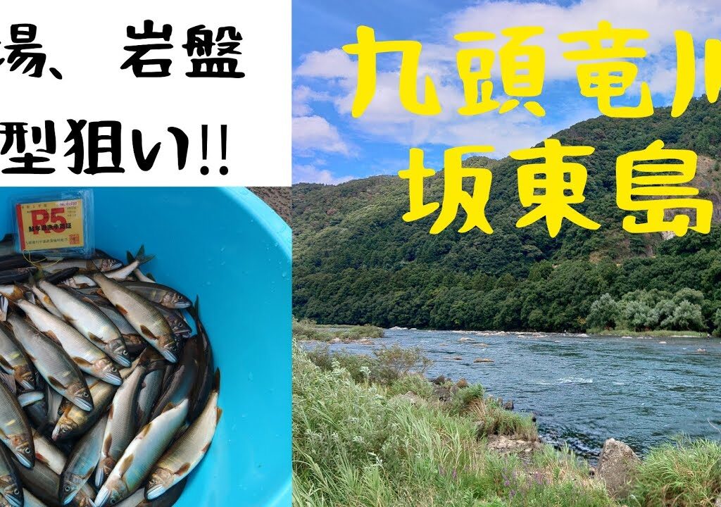 九頭竜川中部！坂東島‼️深場、岩盤の良型鮎狙い‼️