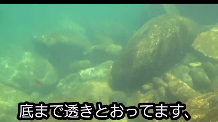爺　鮎釣り　岐阜遠征３日目　高原川