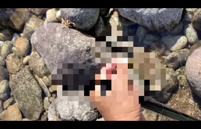 【鮎釣り】不運、、お察しください　大又川での大増水