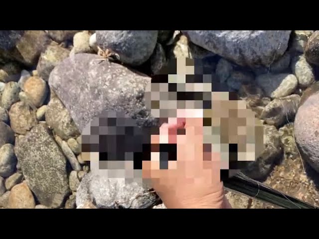 【鮎釣り】不運、、お察しください　大又川での大増水