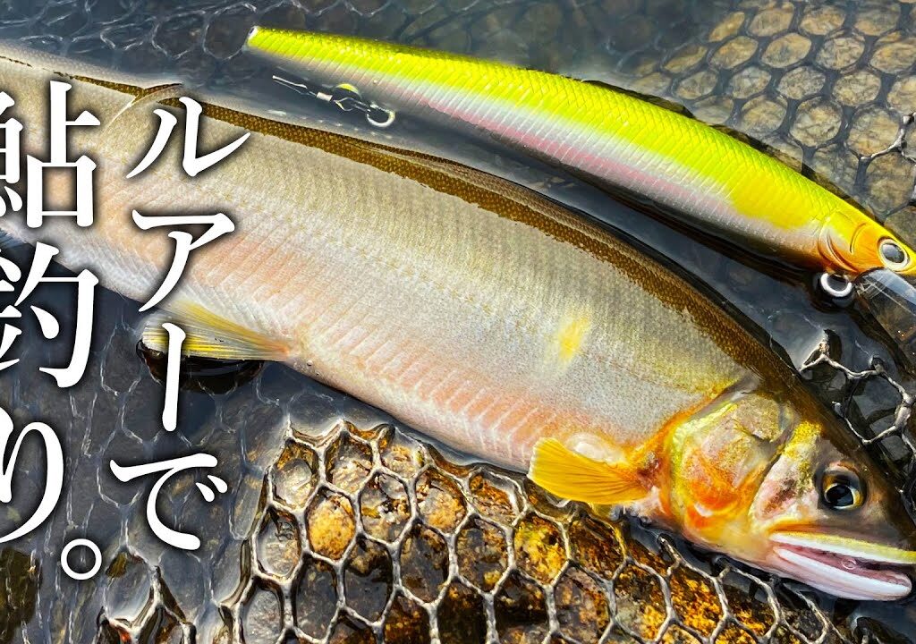 信じられないほど手軽に鮎が爆釣しました【アユイング】