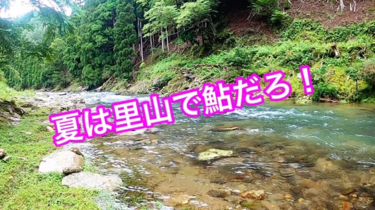 夏は猛暑の町中を避けて、のんびり渓流で鮎釣り！