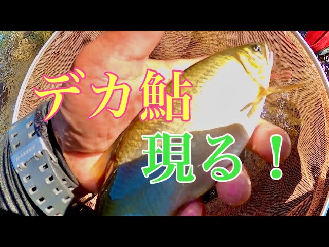 【鮎釣り】デカ鮎は突然に♪