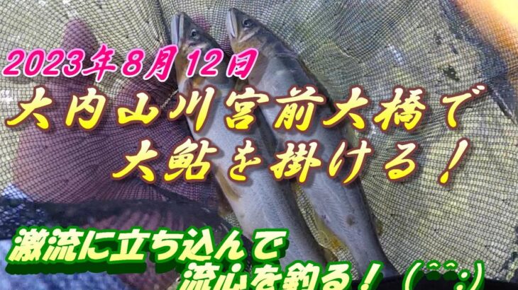 【大内山川の大鮎釣り】雨が降って増水の中、大鮎を狙う。＃鮎釣り＃大内山川＃大鮎