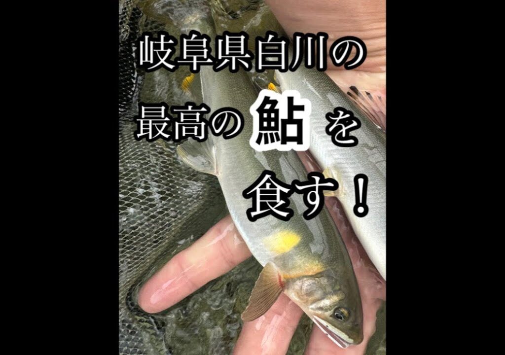 岐阜県の白川で鮎釣りをしました。#鮎釣り#友釣り#岐阜県#白川町 #白川#塩焼き