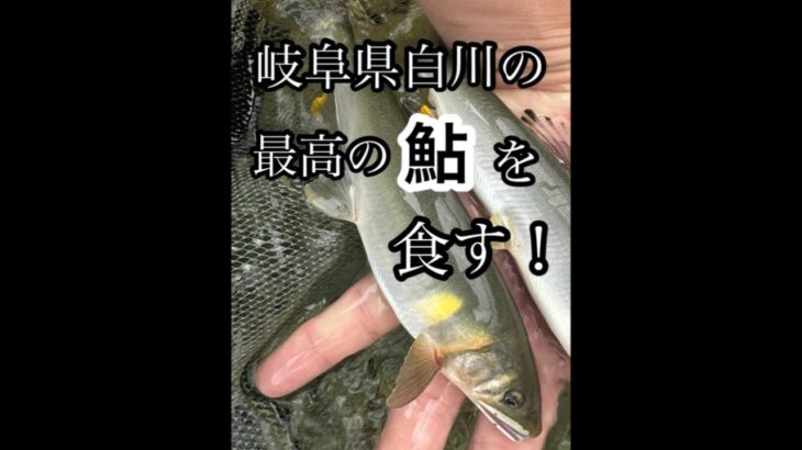 岐阜県の白川で鮎釣りをしました。#鮎釣り#友釣り#岐阜県#白川町 #白川#塩焼き