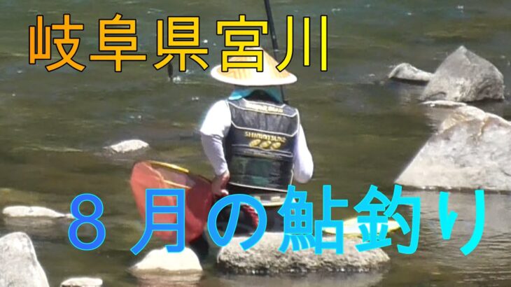 岐阜県宮川　８月の鮎釣り