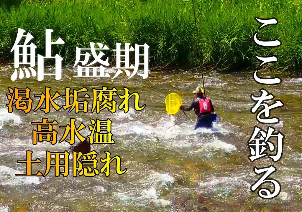 鮎釣り【盛期】垢腐れ時はここが釣れる【土用隠れ】