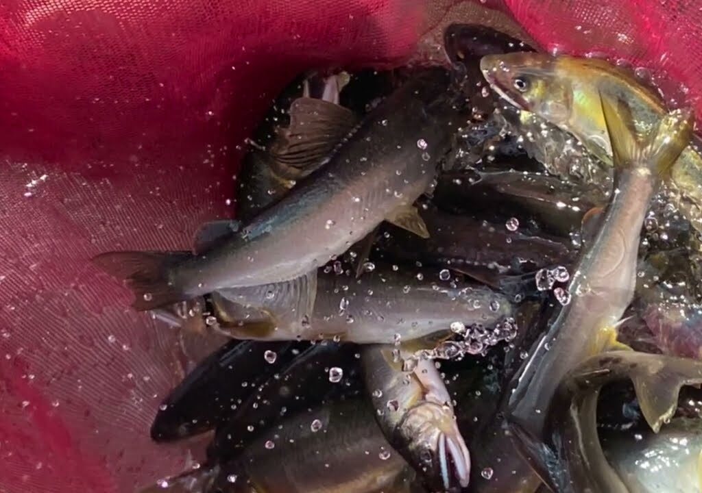 清流 神流川の鮎釣り