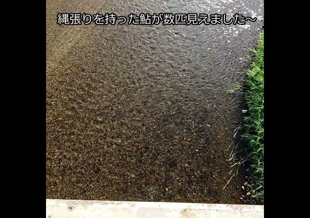 鮎釣り  三面川支流高根川 昭和橋付近  令和５年８/１４早朝    #鮎釣り