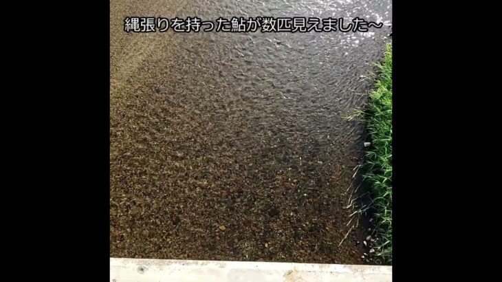 鮎釣り  三面川支流高根川 昭和橋付近  令和５年８/１４早朝    #鮎釣り