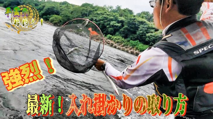 【最新入れ掛かり】強烈！天然鮎は掛かり出すとこうなる！掛かるポイントはやはり〇〇！？