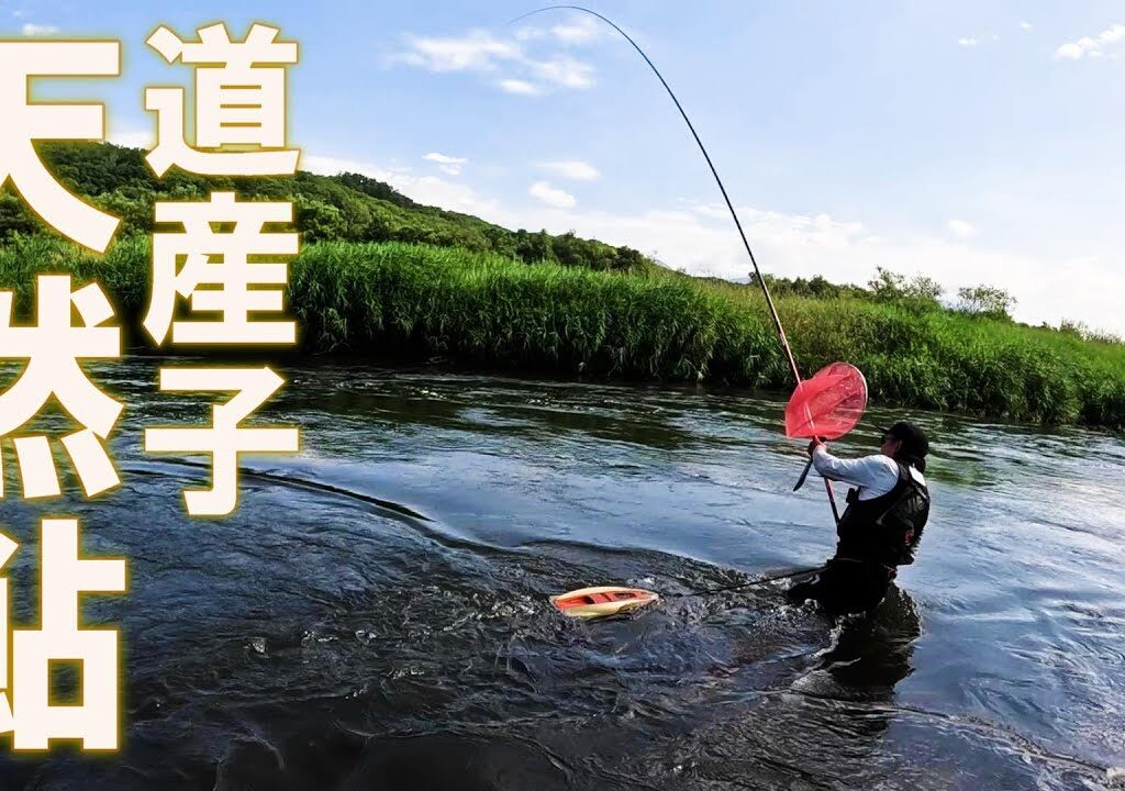 良型鮎入れ掛かり！北海道最高〜！