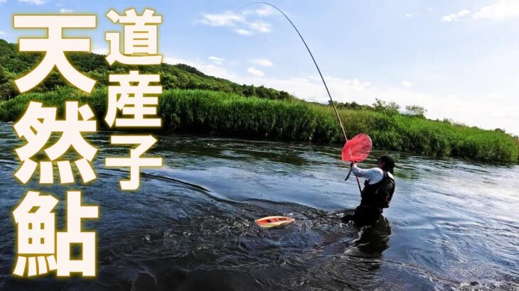 良型鮎入れ掛かり！北海道最高〜！