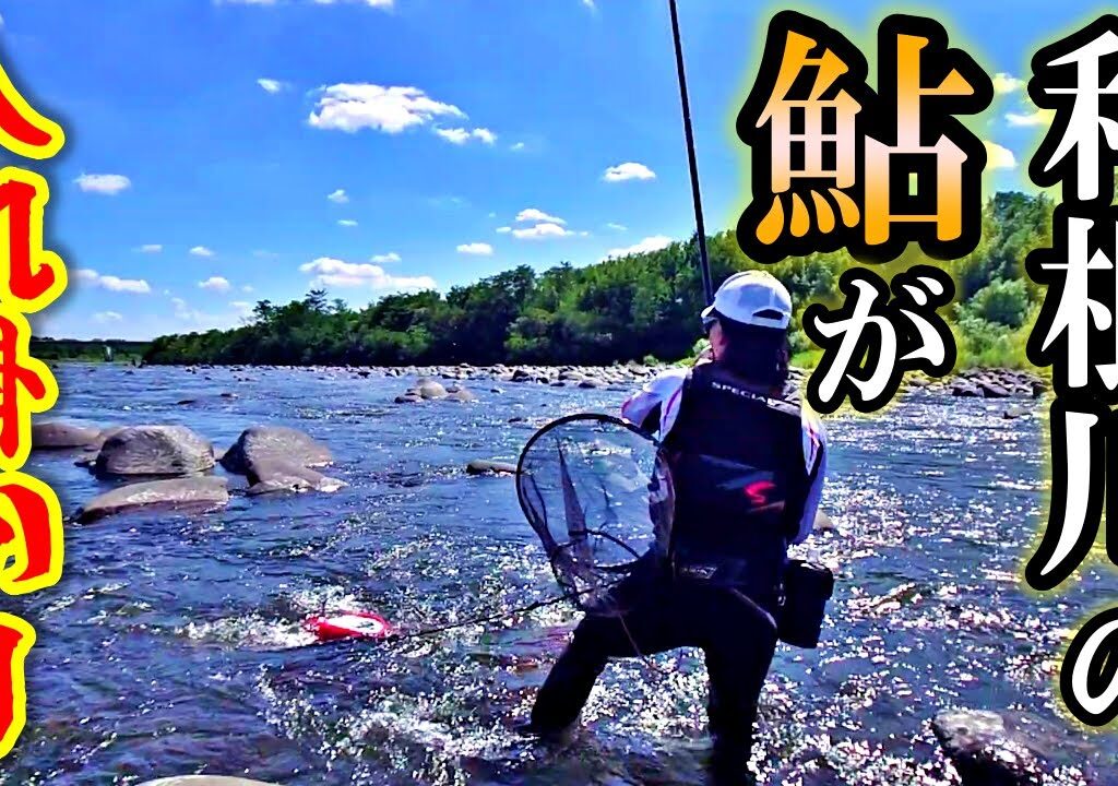 【鮎釣り】渇水、高水温で渋い利根川で素人でも入れ掛かりできるポイントがあった！