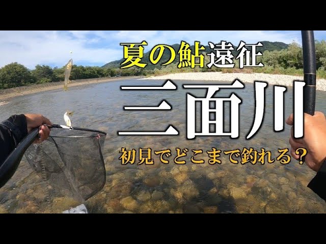 夏の鮎遠征①　三面川　初日　初見でどこまで釣れる？