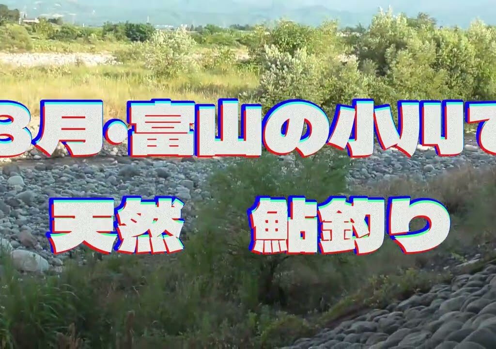 ８月富山の小川で天然鮎釣り