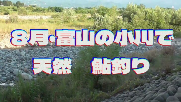 ８月富山の小川で天然鮎釣り