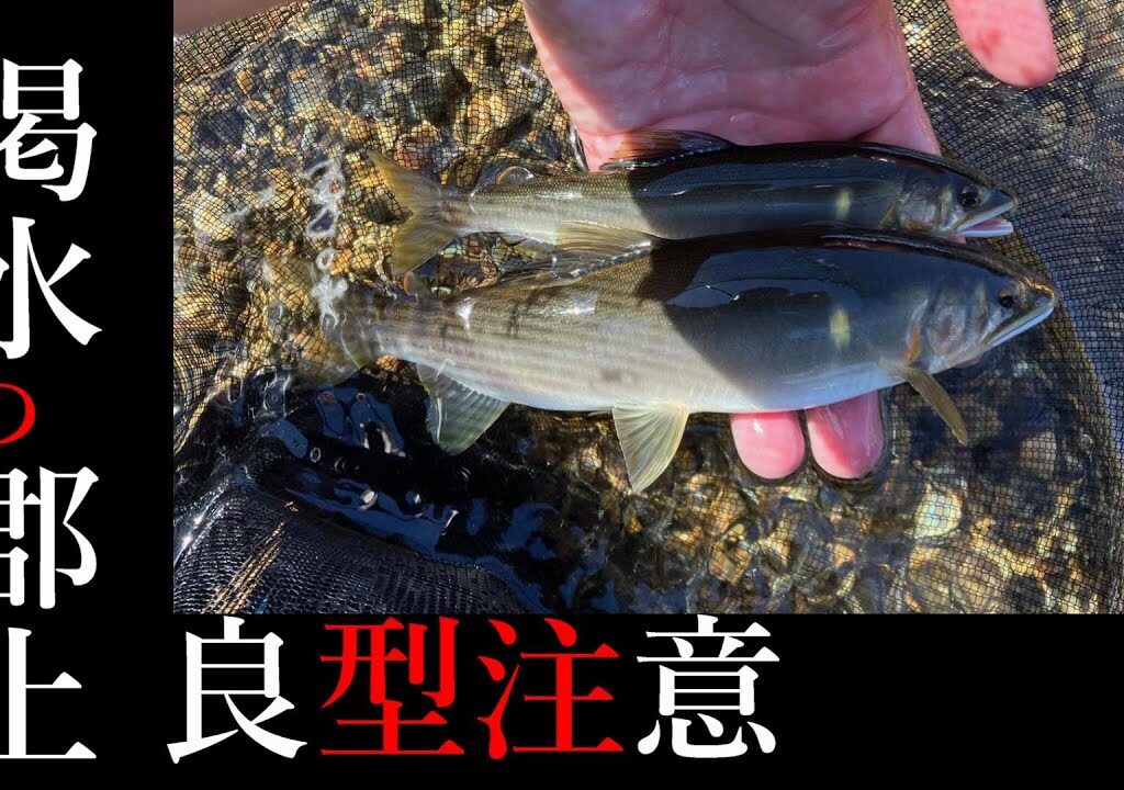 【友釣り】長良川郡上！大渇水状態で釣れるのか！？良型注意！