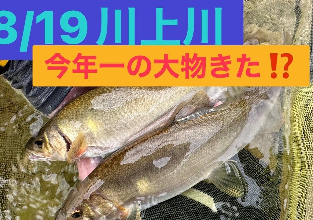 川上川 鮎釣り　今年一番の大鮎きた！！
