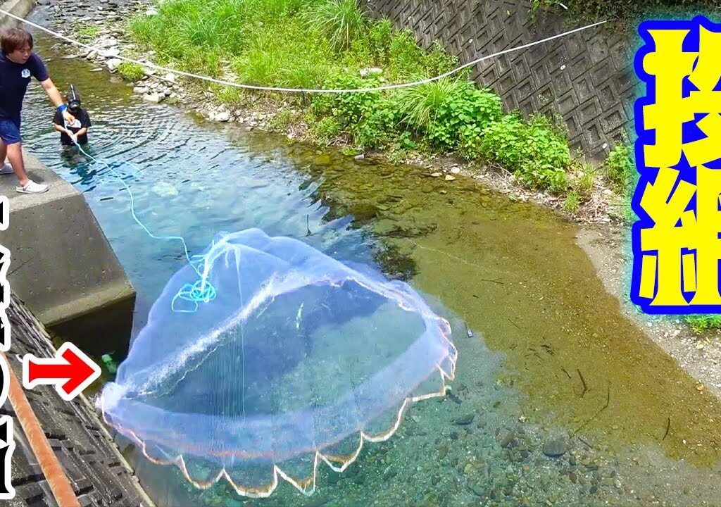 大量のアユの群れに向かって巨大な網を投げ込んでみたら・・・