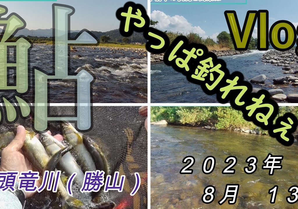 【九頭竜川勝山】やっぱ釣れねぇー　２０２３．８．１３