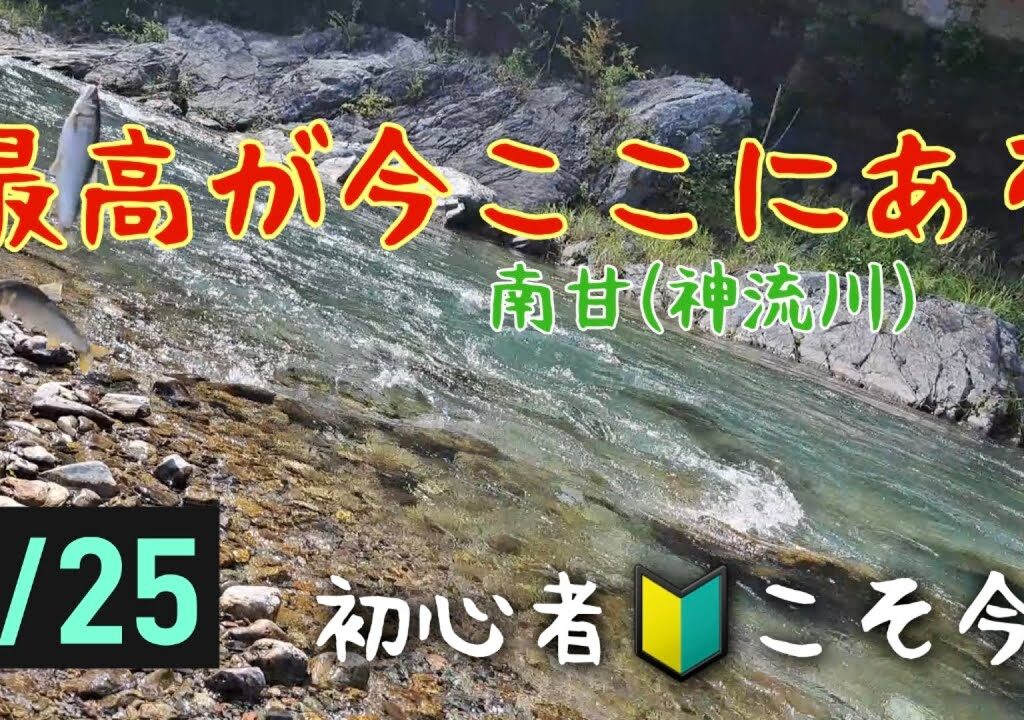 最高が今ここにある❗初心者🔰こそ今‼️鮎釣り　南甘(神流川)