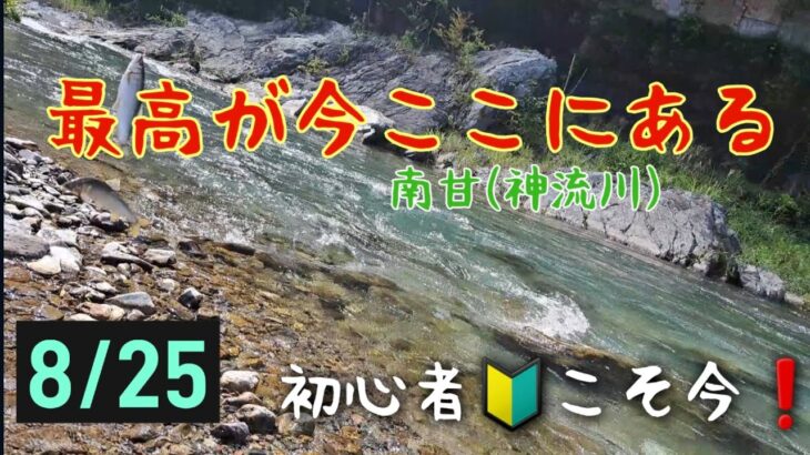 最高が今ここにある❗初心者🔰こそ今‼️鮎釣り　南甘(神流川)