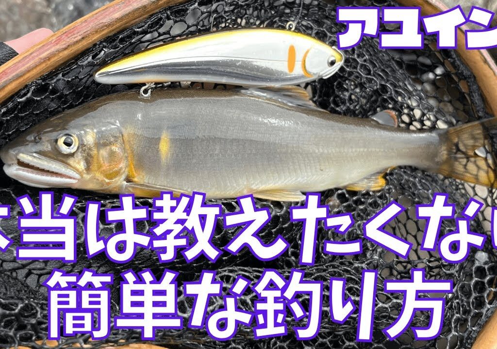 アユイングが釣れない方へ！超簡単にルアーで鮎を釣る方法！