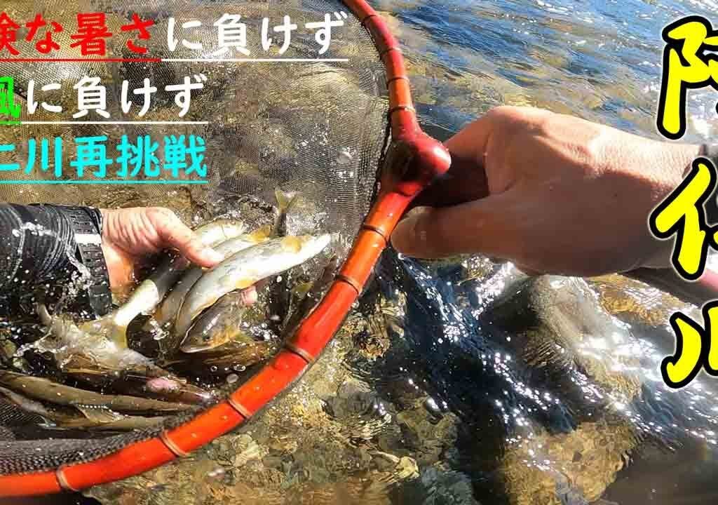 【鮎釣り】熱中症警戒アラートなんのその。猛暑の中の阿仁川再挑戦！！