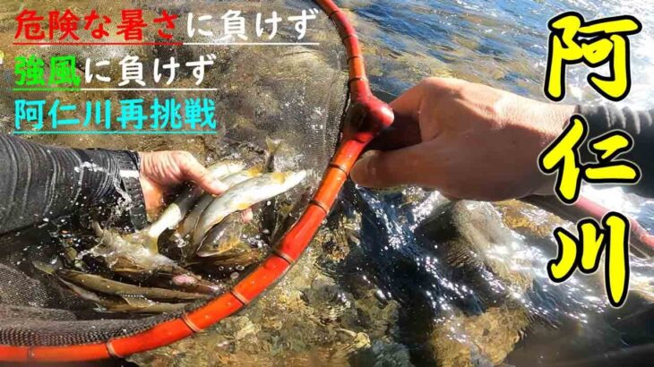 【鮎釣り】熱中症警戒アラートなんのその。猛暑の中の阿仁川再挑戦！！