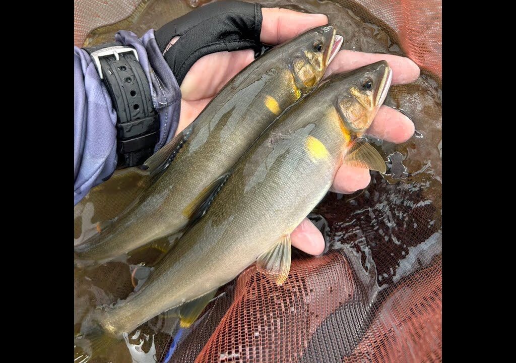 いよいよクライマックス！天然アユにわく鬼怒川でアユ釣りしてみた