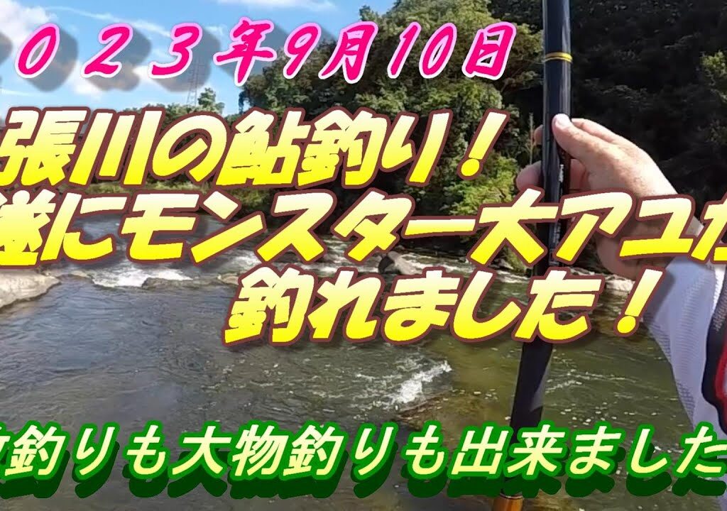 【名張川の大アユ釣り】今シーズン最大のモンスター釣れました。＃鮎釣り＃名張川＃大アユ 0