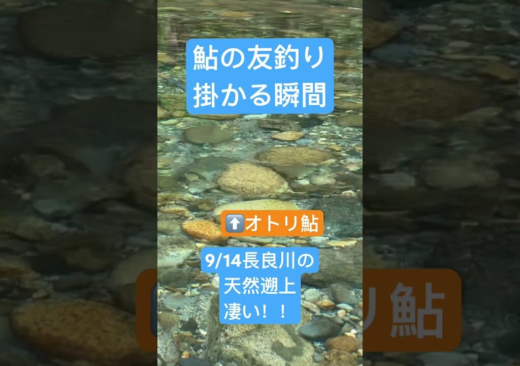 2023年鮎の友釣り　泳がせづり　サイトフィッシング