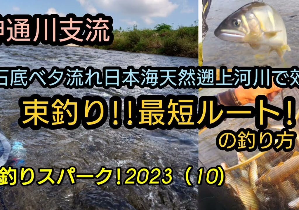 神通川支流。束釣り最短ルートの釣り方。鮎釣り!スパーク2023（１０）
