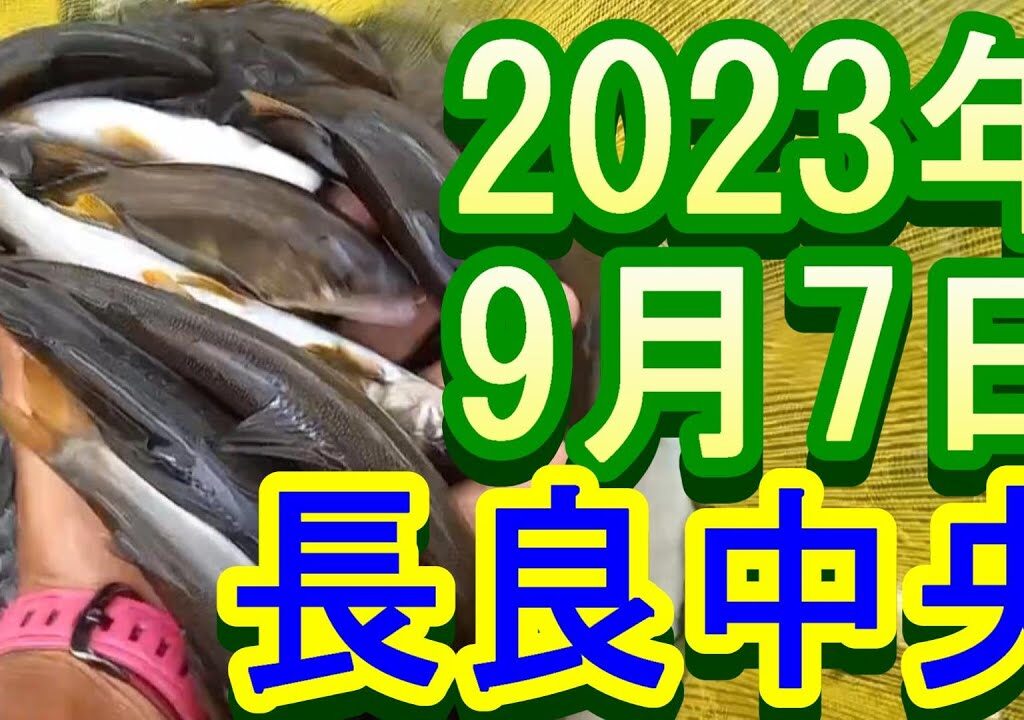 鮎釣り 平水 洲原橋下 新美濃橋下上 美濃淡水下 長良川中央 2023年